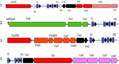 Occurrence and diversity pattern of CRISPR-Cas systems in Acetobacter genus provides insights on adaptive defense mechanisms against to invasive DNAs